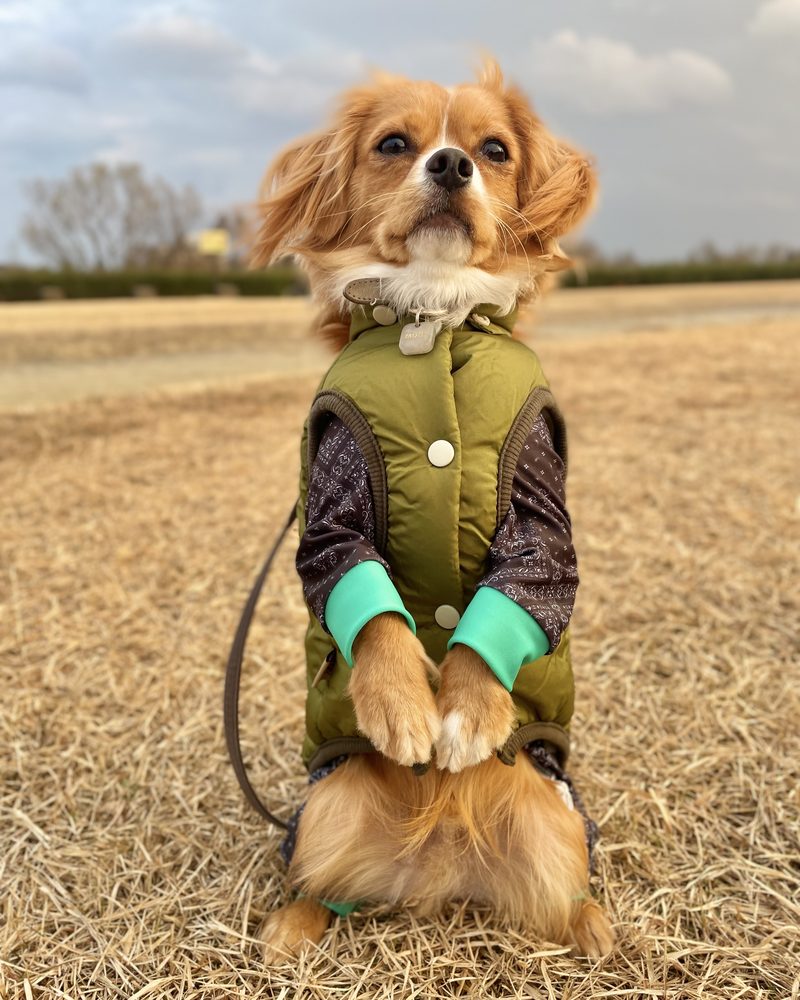 オリーブ色のウェアを着た犬