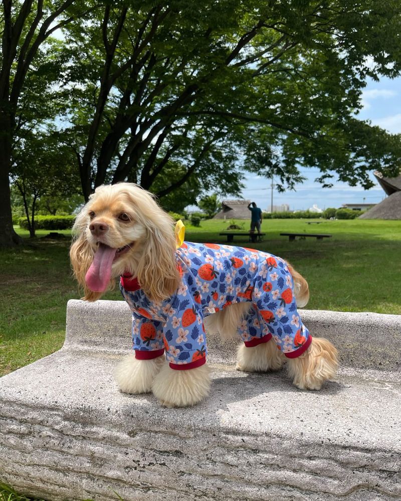 フルーツ柄のワンスーツを着た犬