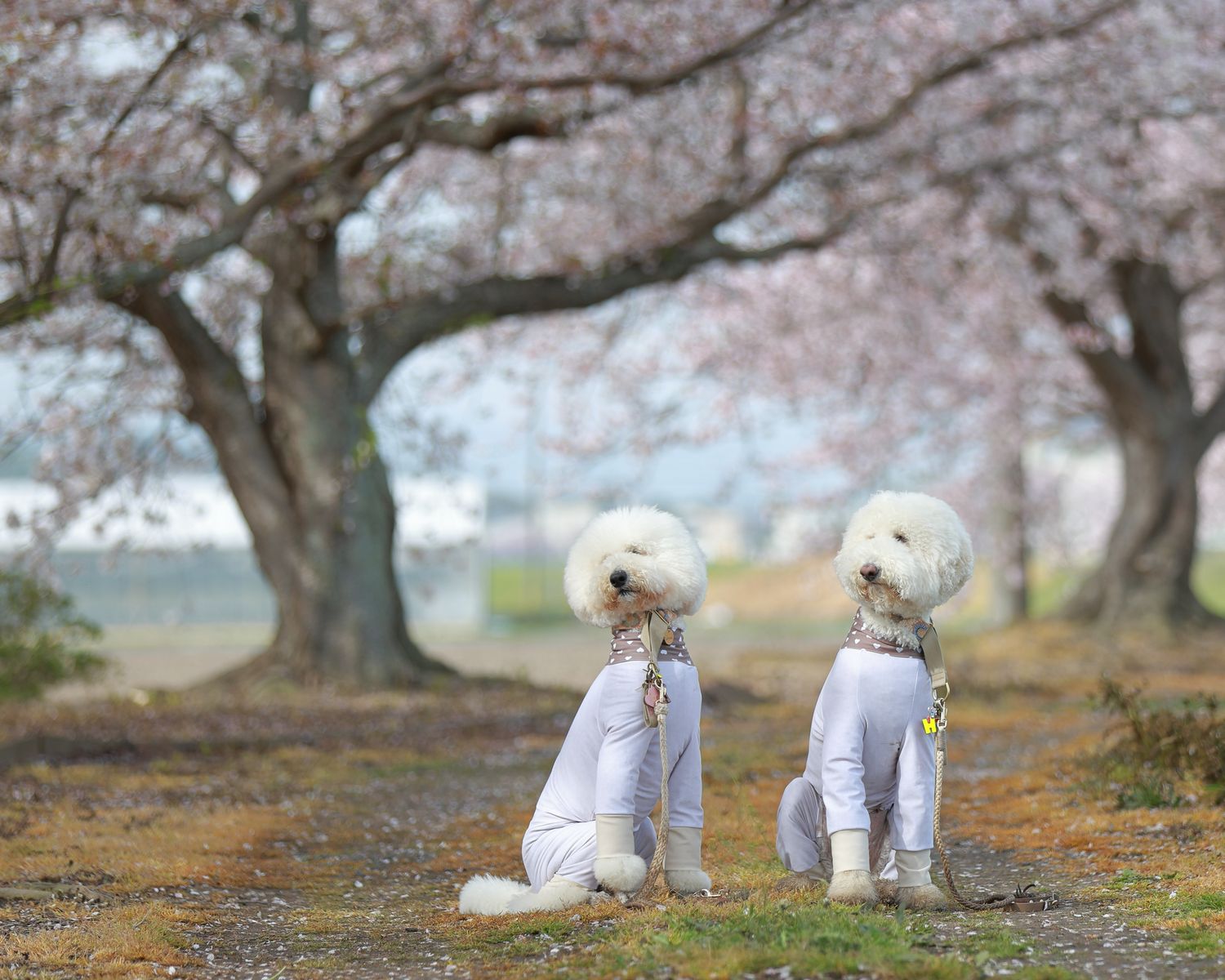 桜の下でおそろいのワンスーツを着た2頭
